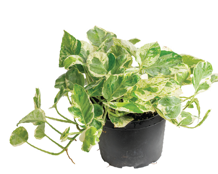 Pothos ‘Pearls and Jade’ (Epipremnum aureum ‘Pearls and Jade’)