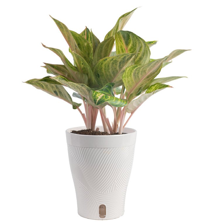 Aglaonema ‘Hybrid’