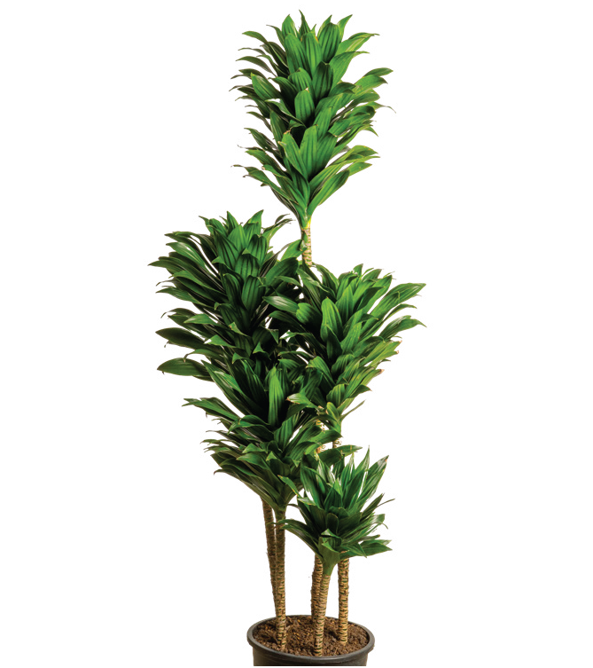 Dracaena Cane ‘JC Compacta’