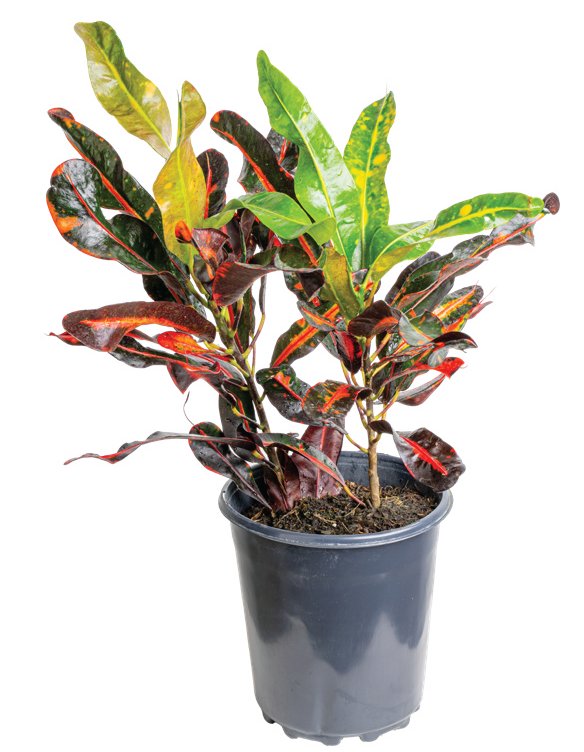 Croton ‘Mamey’