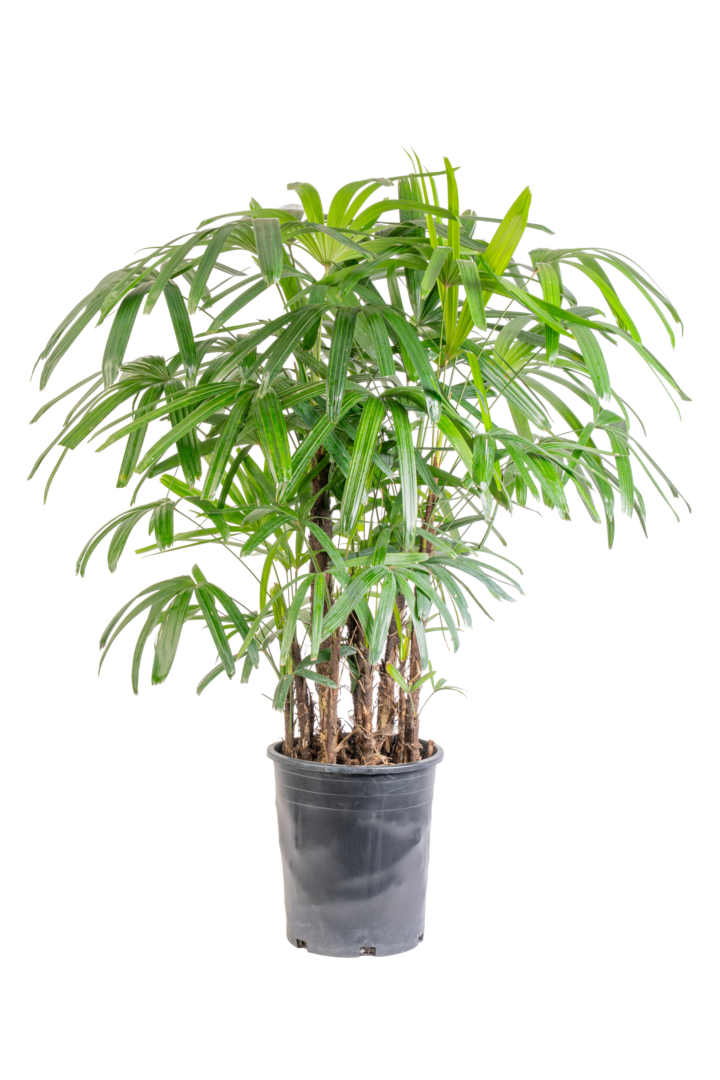 Rhapis Excelsa (Hawaiian Rhapis)