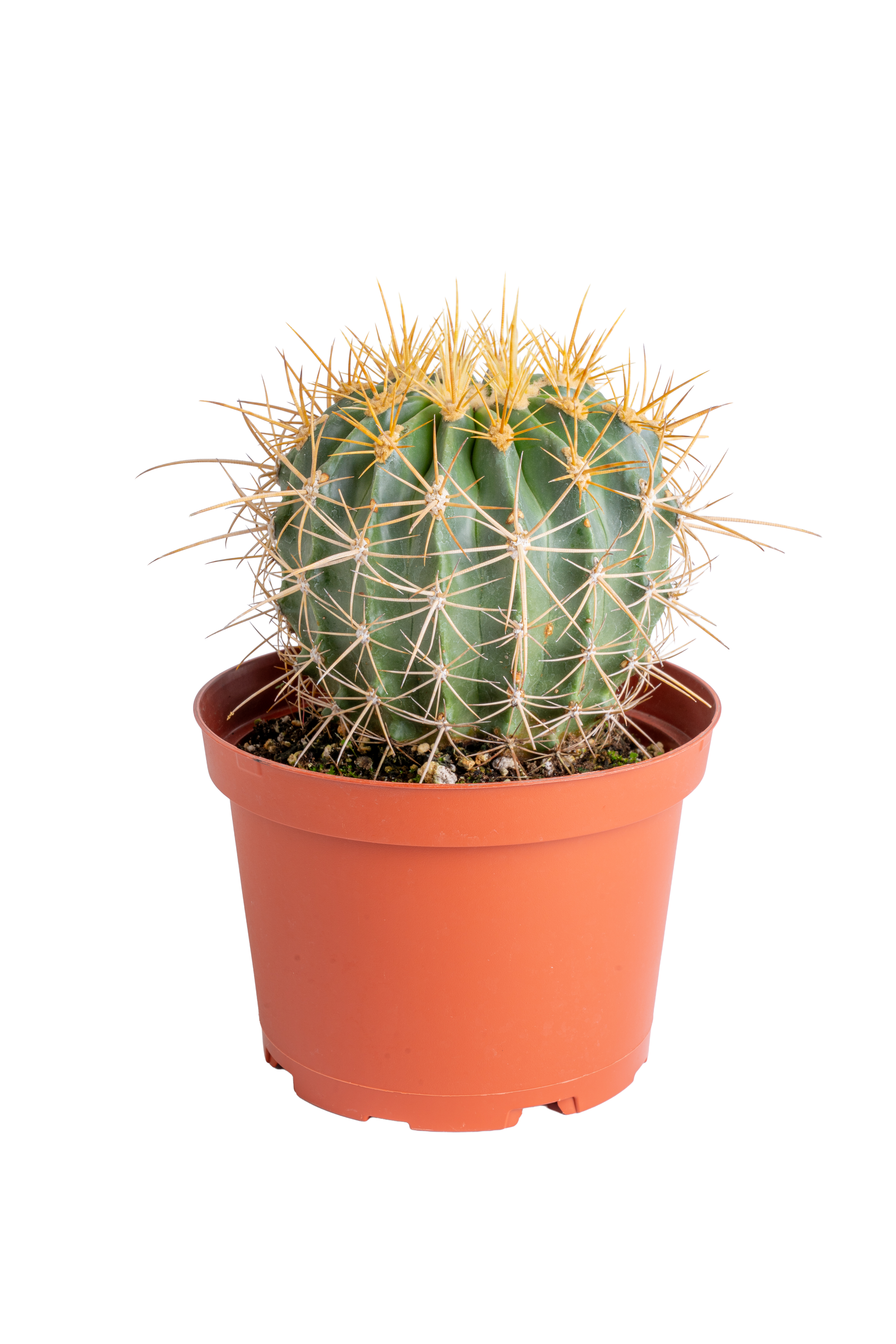 Golden Barrel Cactus (Echinocactus grusonii)