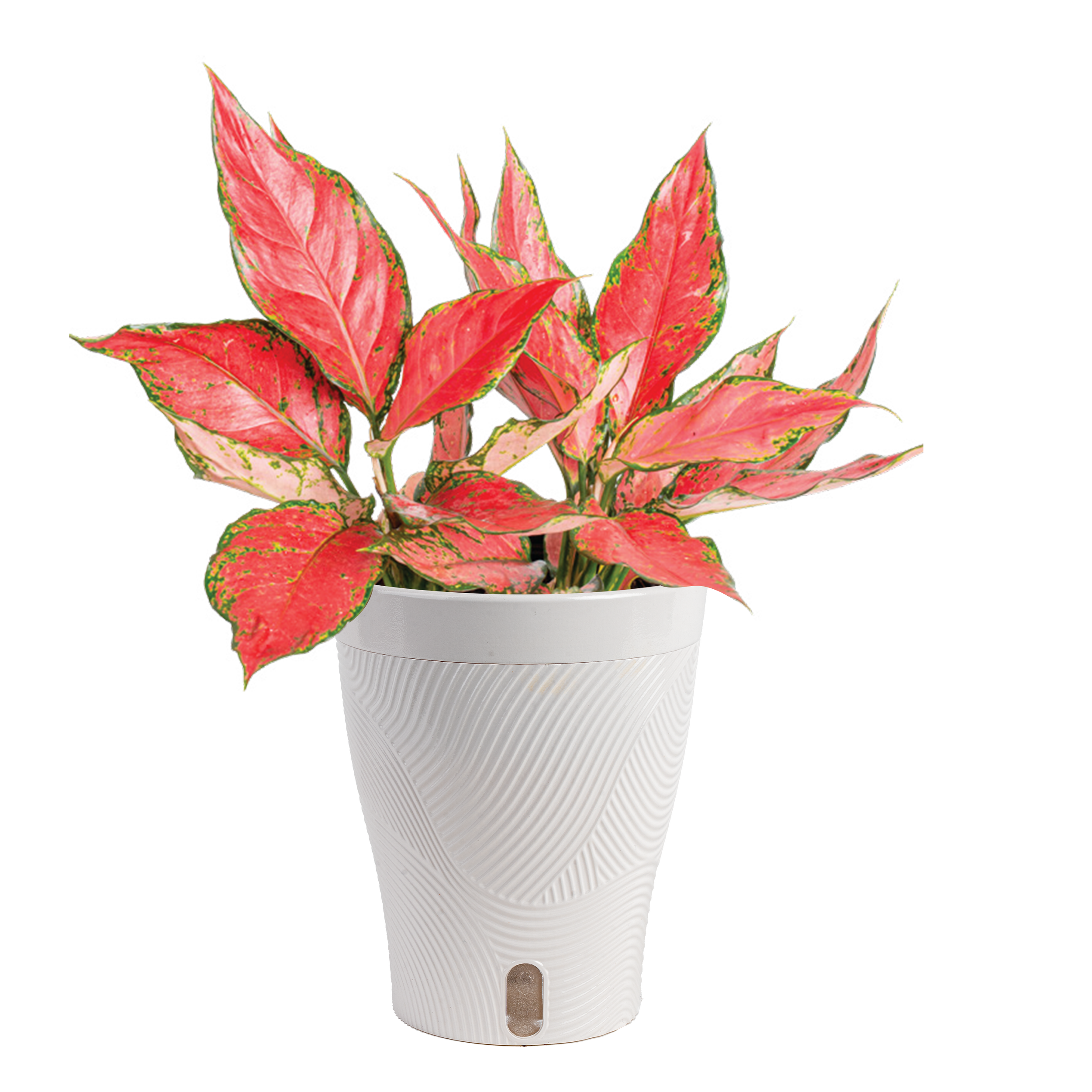 5in Siam Aurora Aglaonema in Livia.png