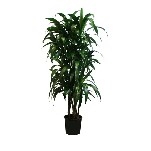 Dracaena 'Lisa' (Cane)