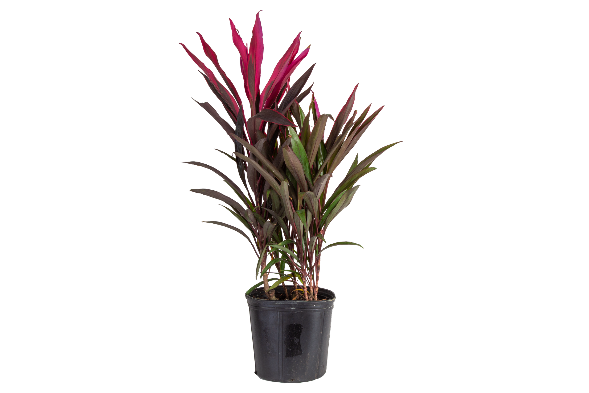 Cordyline ‘Maria’