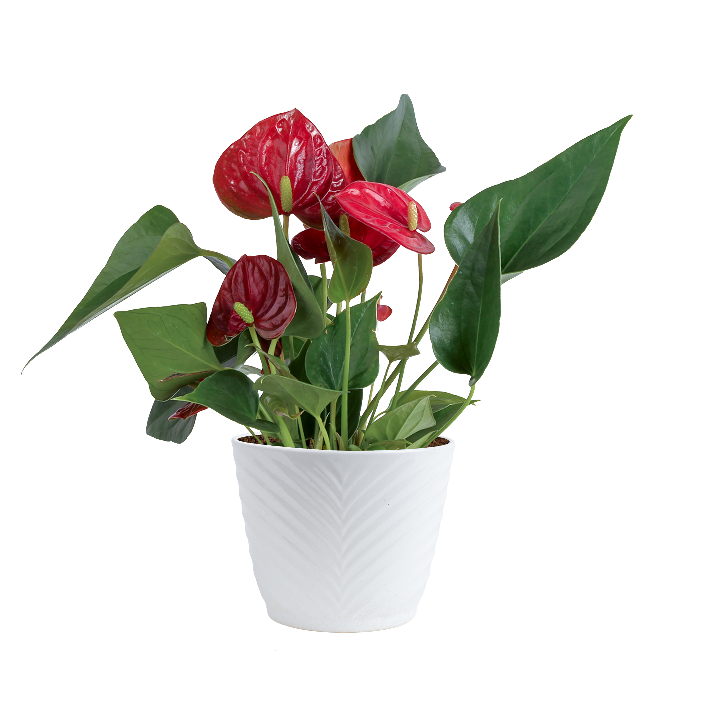 Anthurium (Anthurium andraeanum)