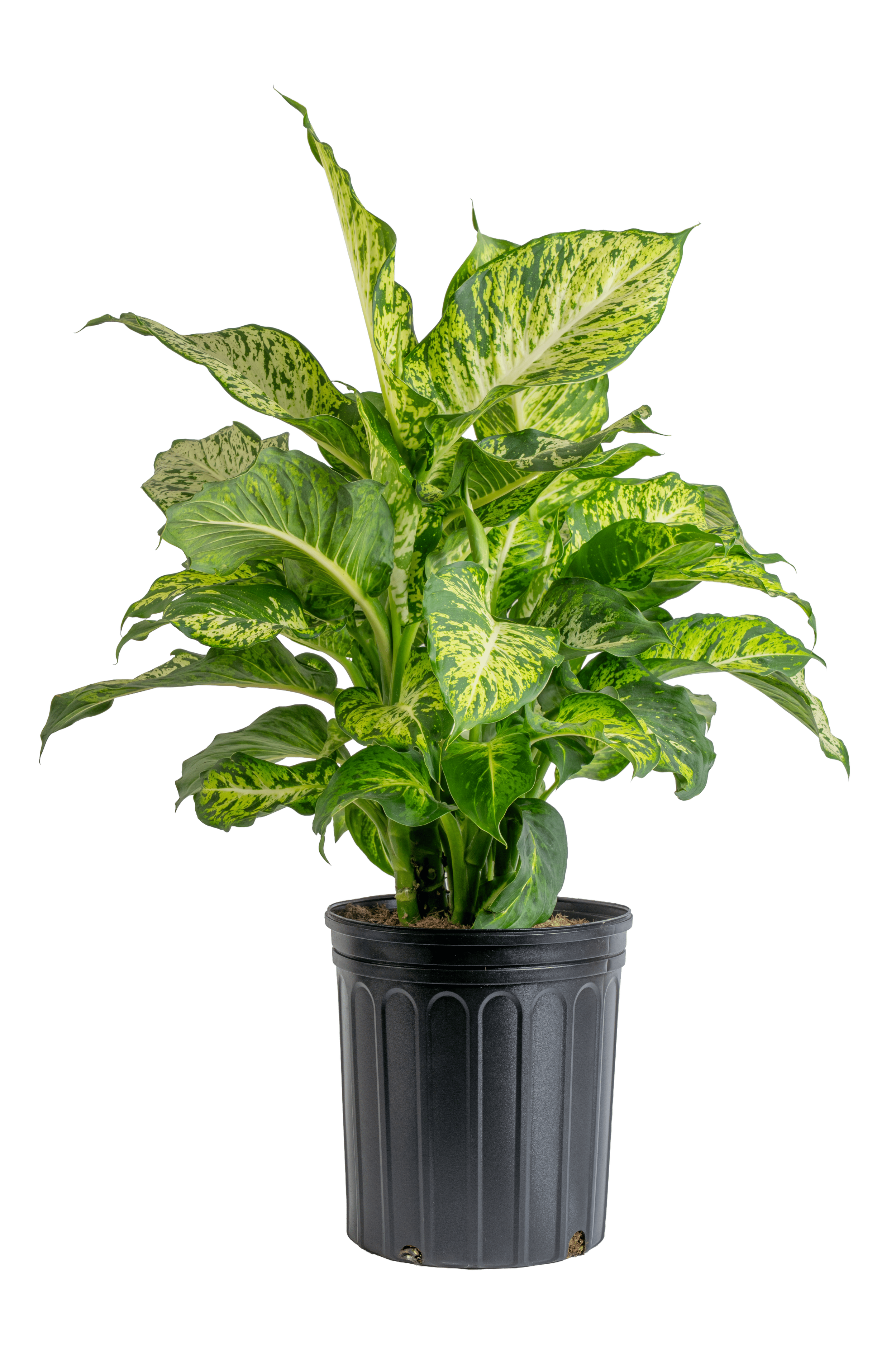 Dieffenbachia ‘Perfection Compacta’ (Dieffenbachia ‘Perfection Compacta’)