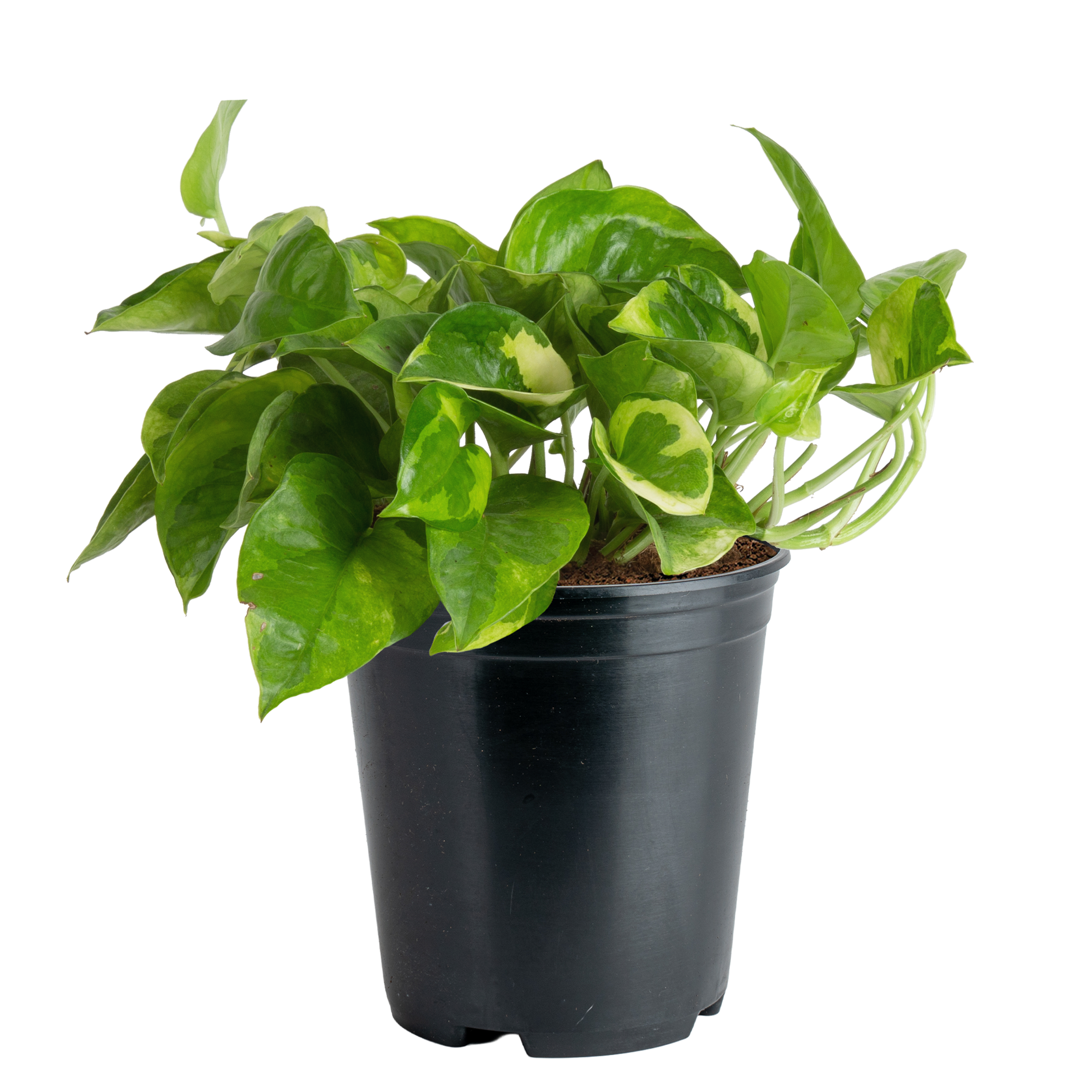 Pothos ‘Lemon Meringue’ (Epipremnum aureum ‘Lemon Meringue’)