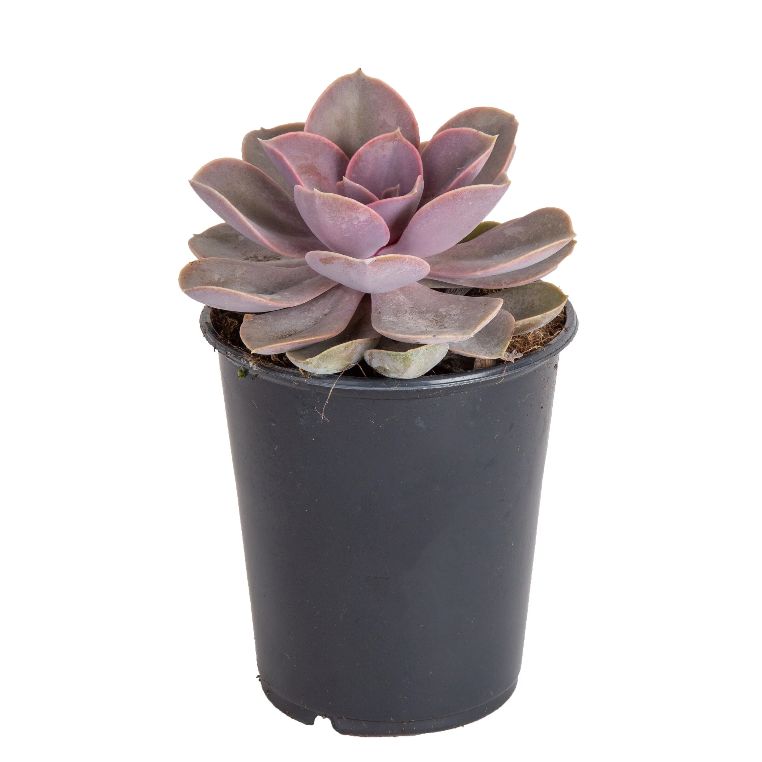 Echeveria (Echeveria spp.)