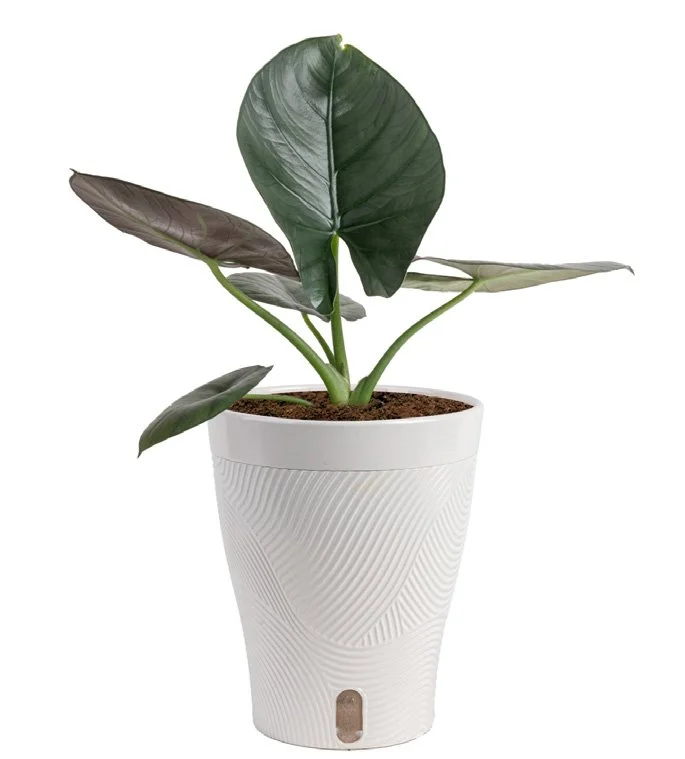 Alocasia ‘Reginae’ (Alocasia reginae)