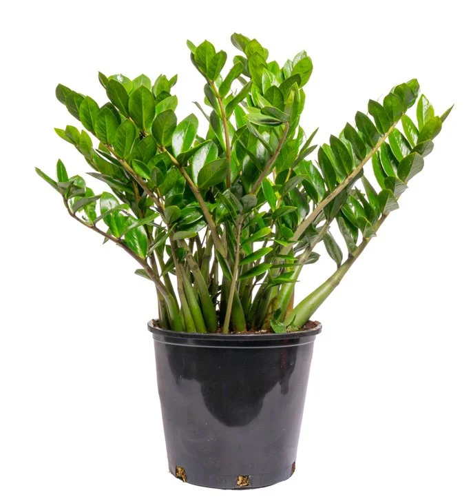 ZZ Plant (Zamioculcas zamiifolia)