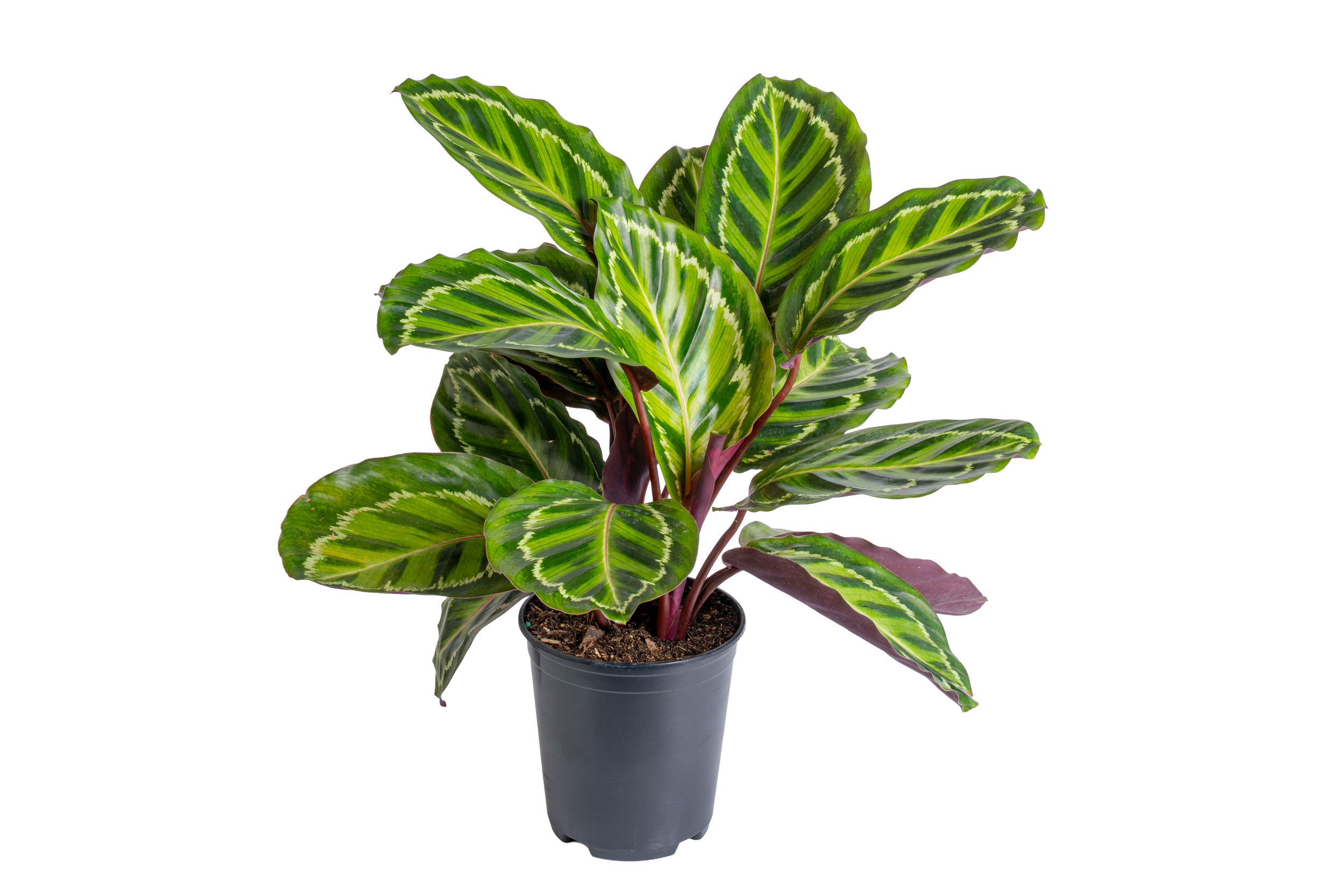 Roseopicta Calathea (Goeppertia roseopicta)