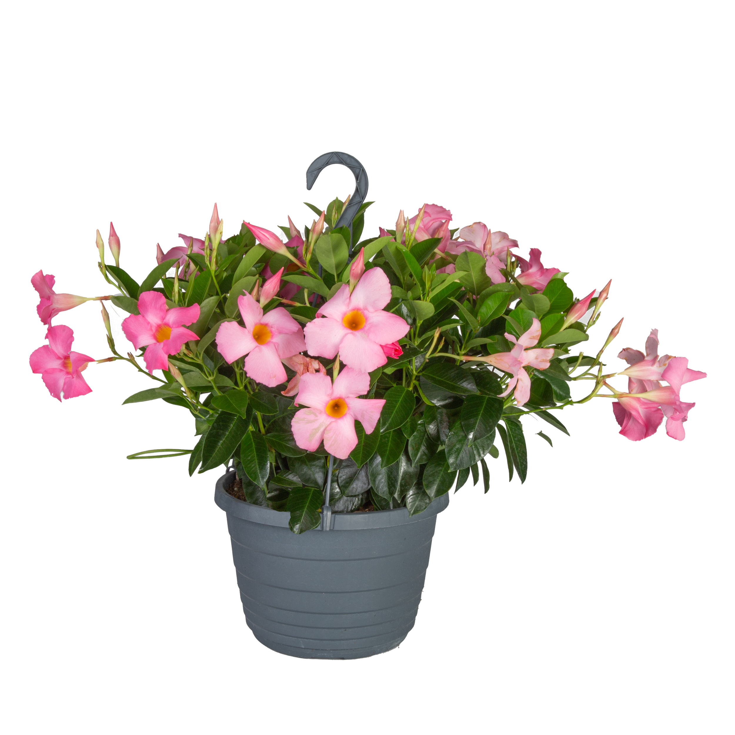 Mandevilla (Pink Hanging Basket Selection) (Mandevilla spp.)