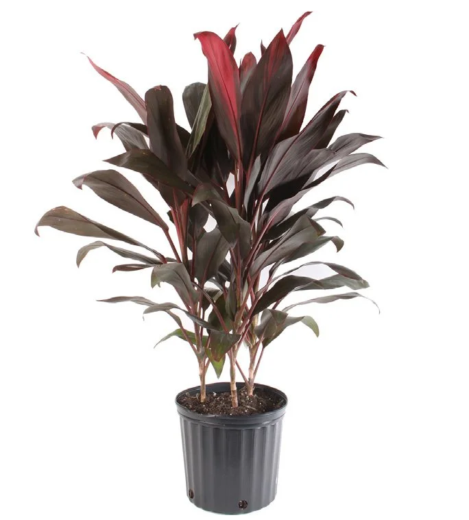 Cordyline ‘Red Sister’