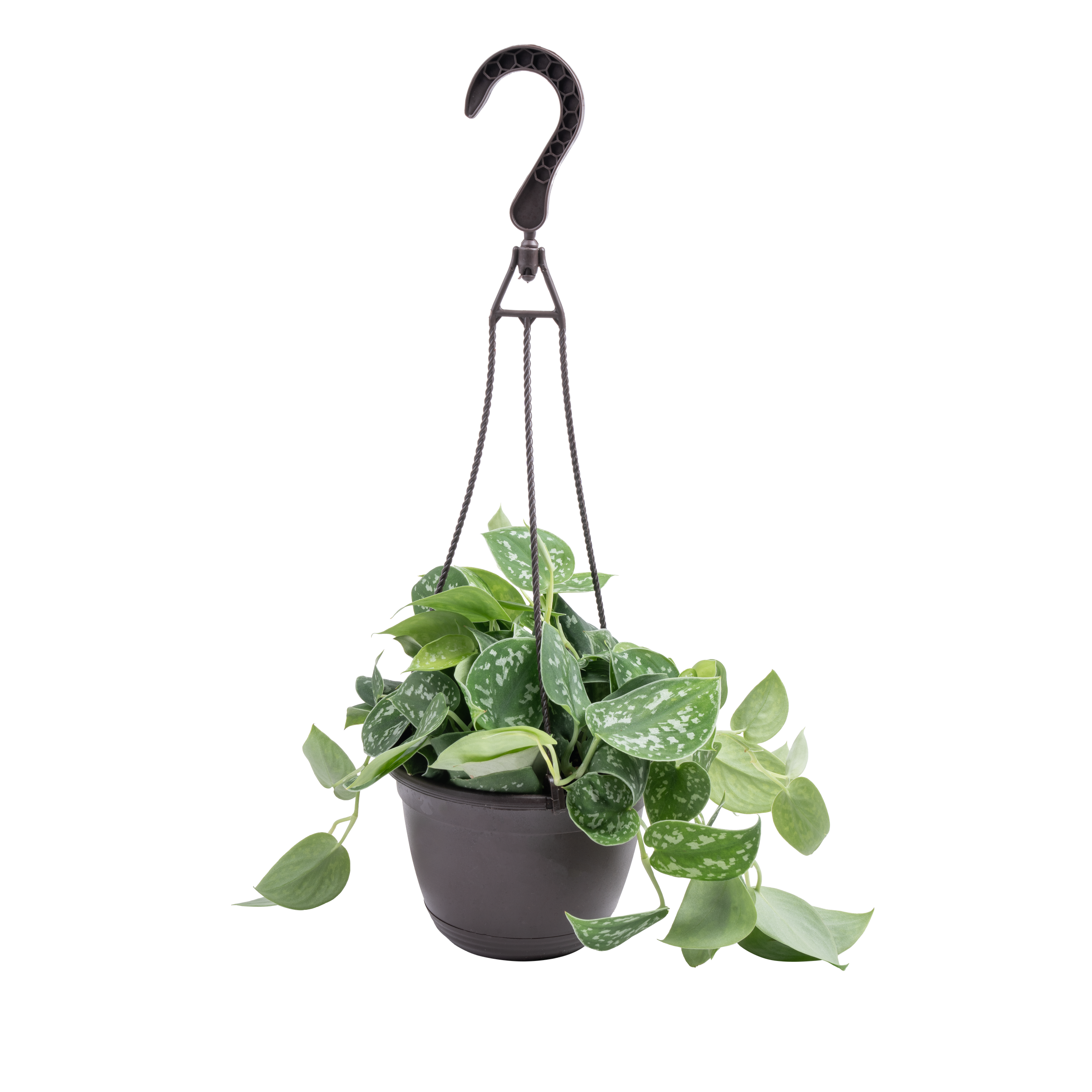 Scindapsus ‘Silver Satin’ (Scindapsus pictus)