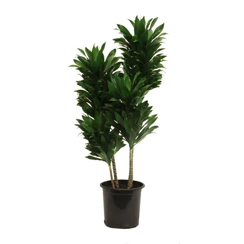 Dracaena 'Janet Craig Compacta' (Dracaena deremensis 'Janet Craig')