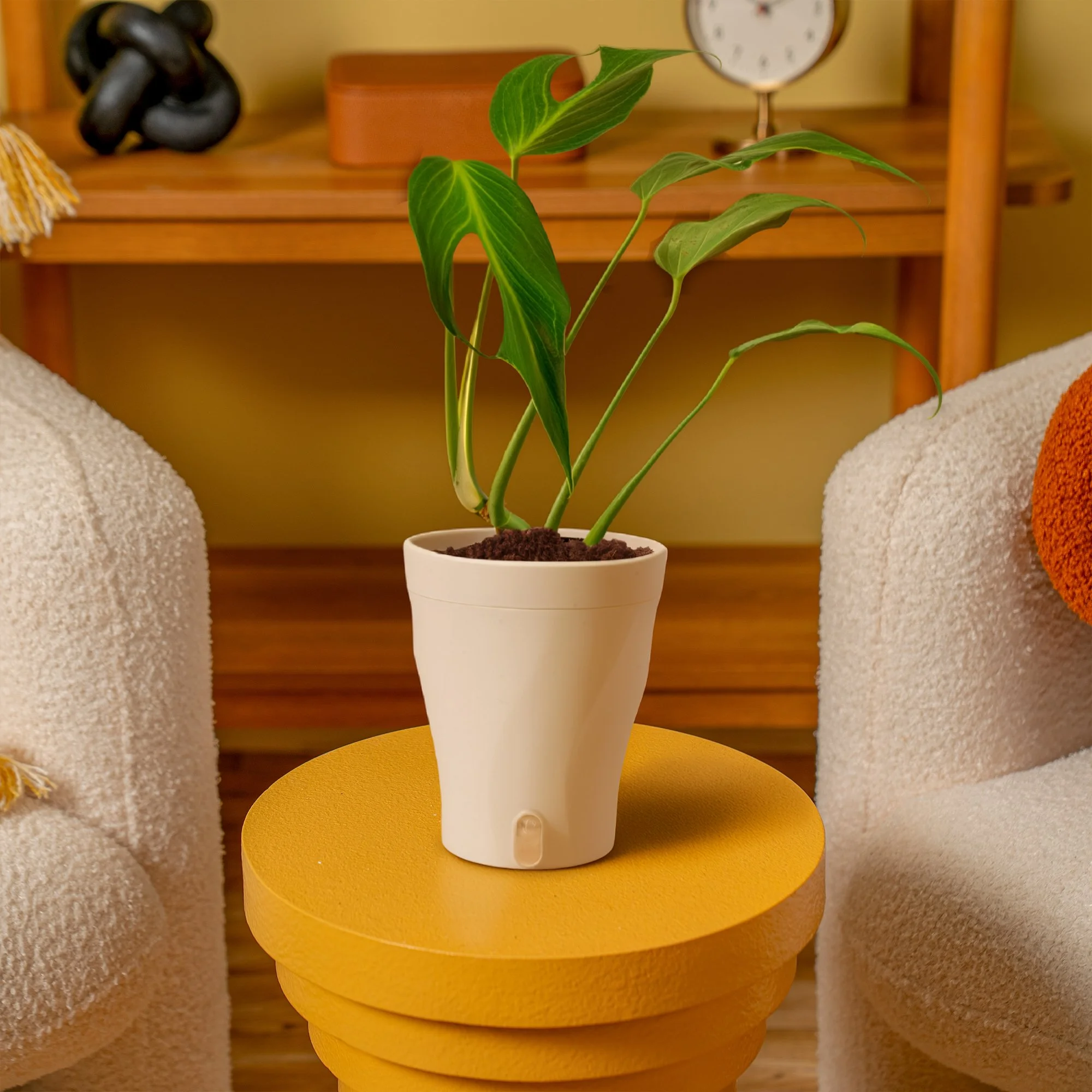 Burle Marx Flame Fenestrated in Luzia Pot Lifestyle.jpg
