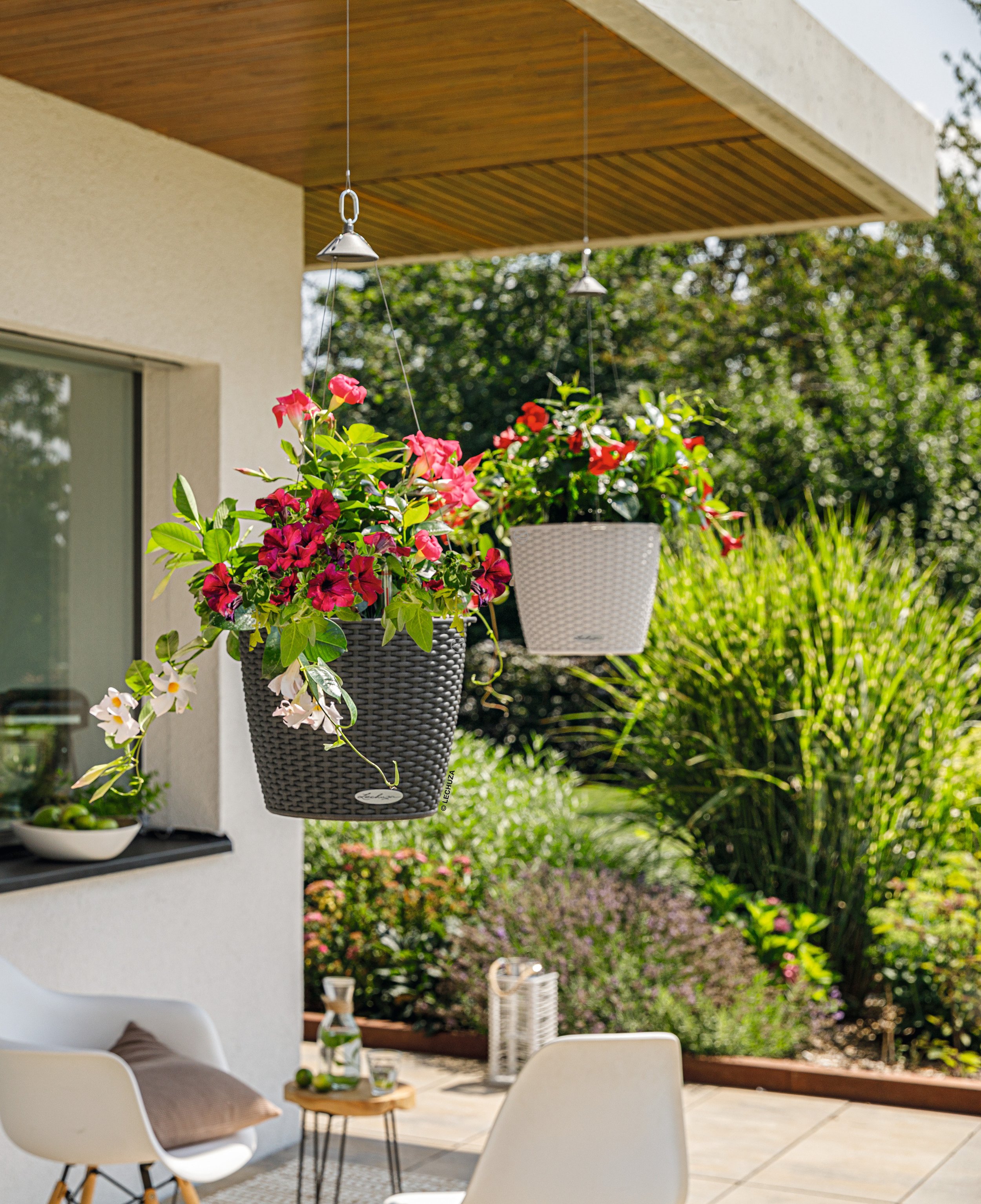 |Outdoor Plants