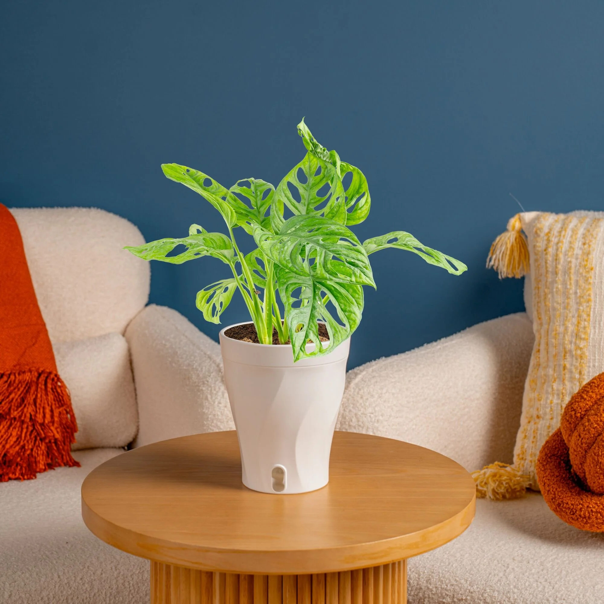 Trending Tropicals®