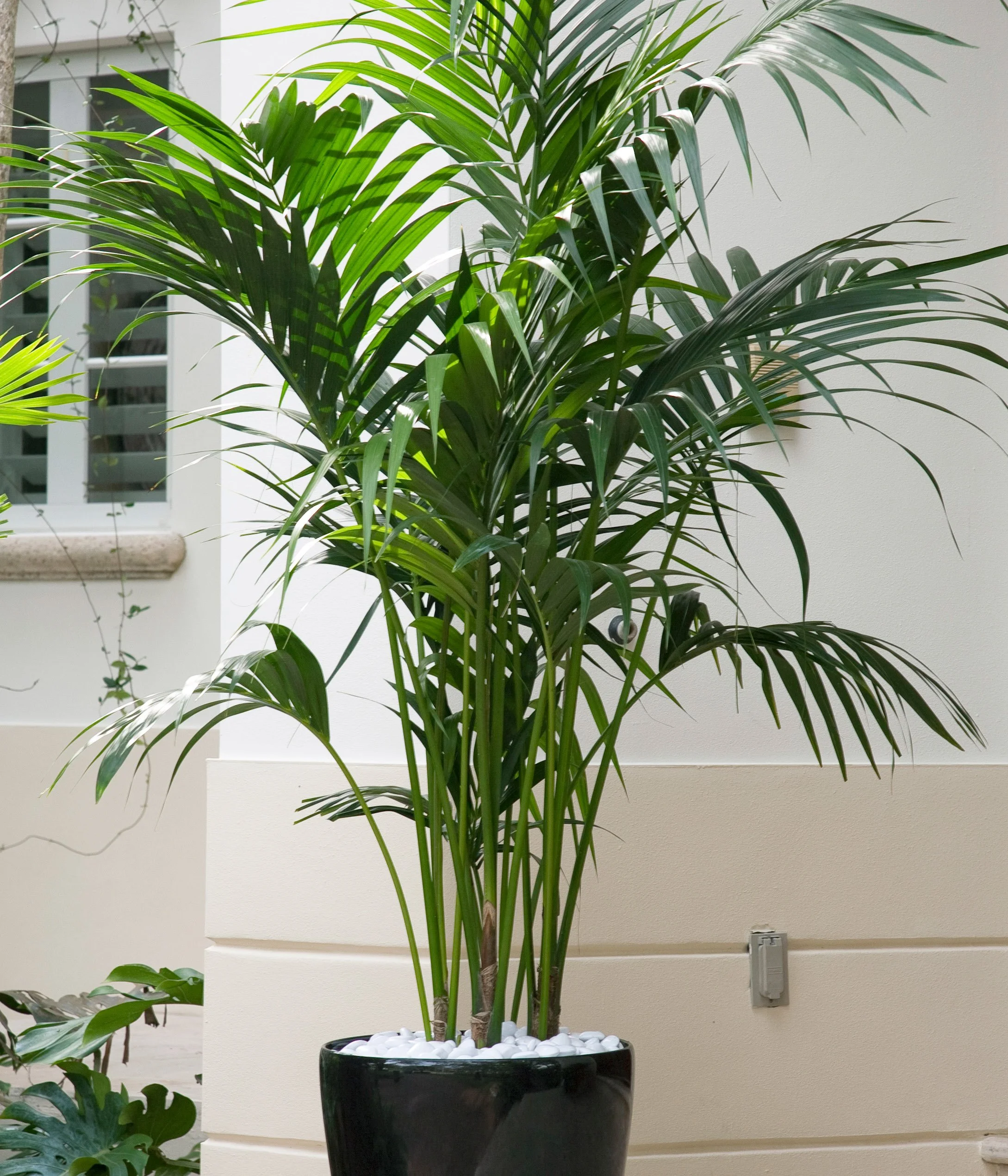 01|Consistent Quality|Every plant graded to rigorous standards before it leaves our facilities. 