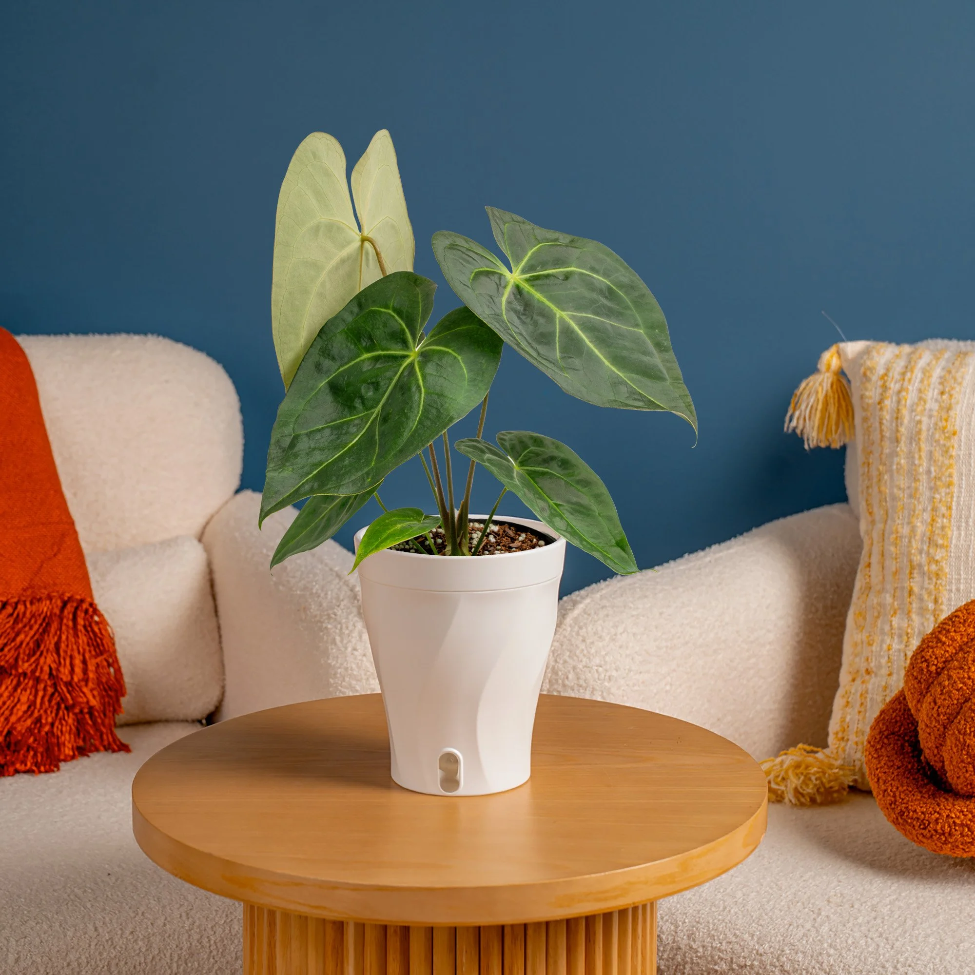 One-Stop Shop|Innovation &amp; Exclusives|First-to-market introductions and exclusive varieties. Stay ahead of the trend curve with Bernecker's.