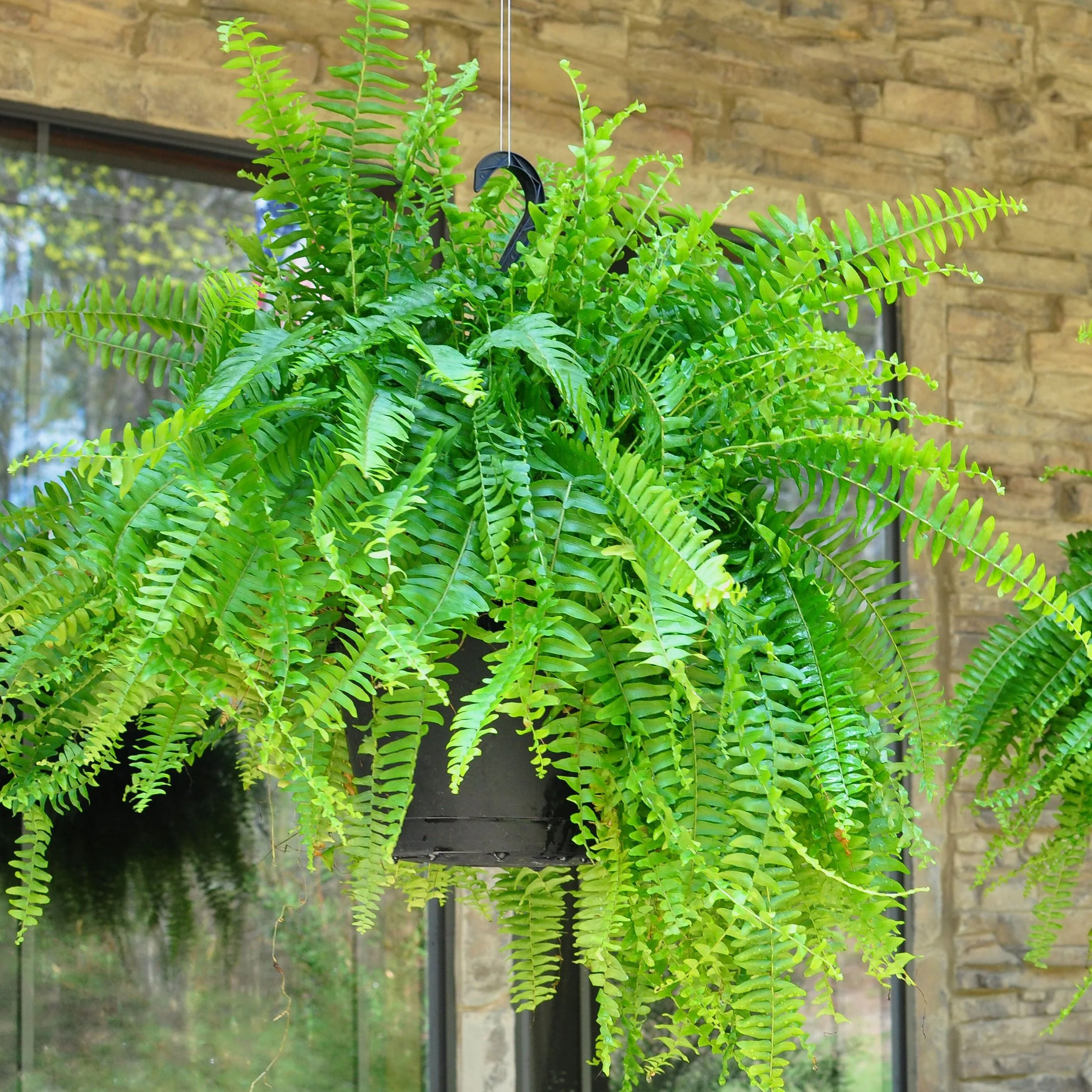 Ferns