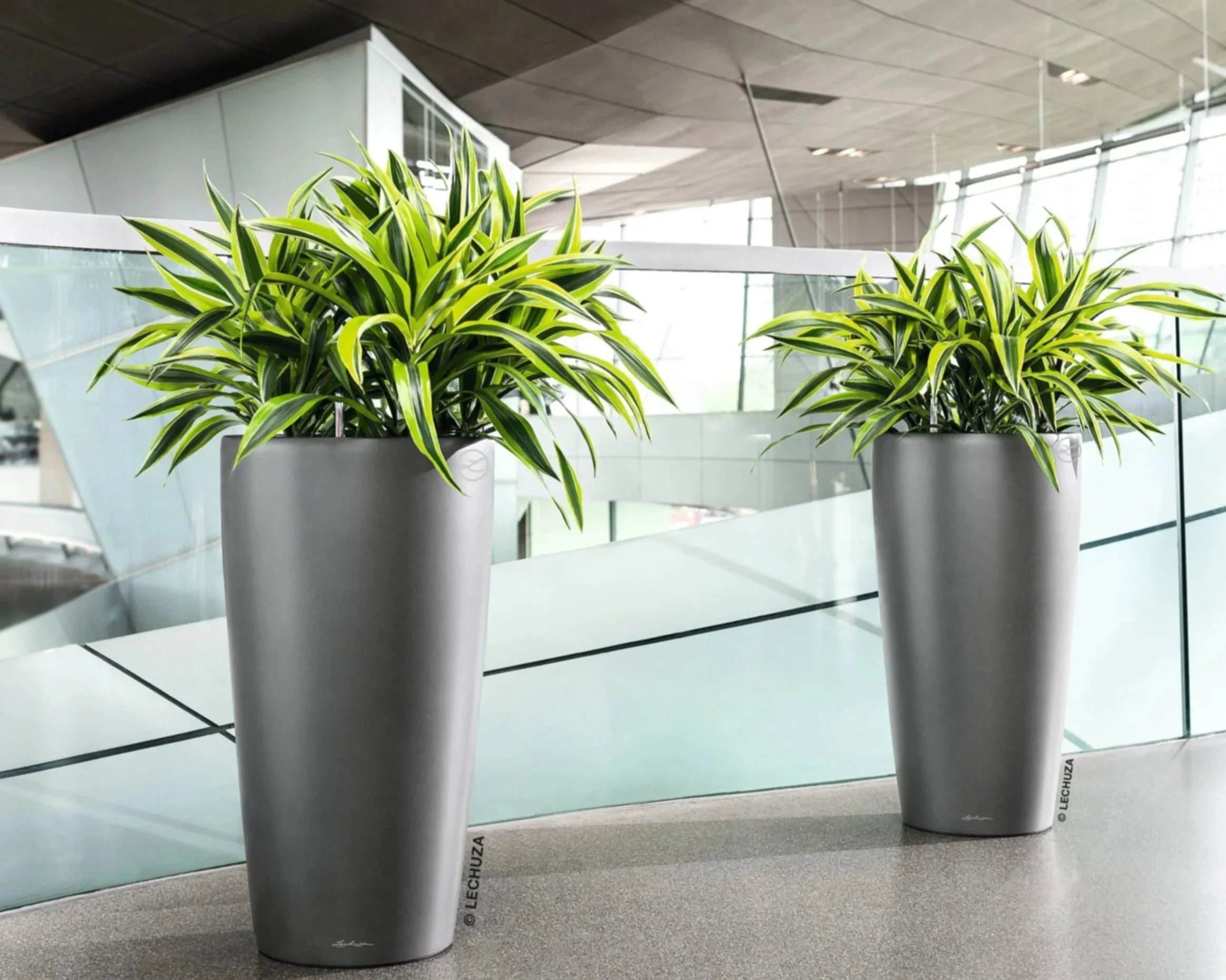 |Indoor Plants
