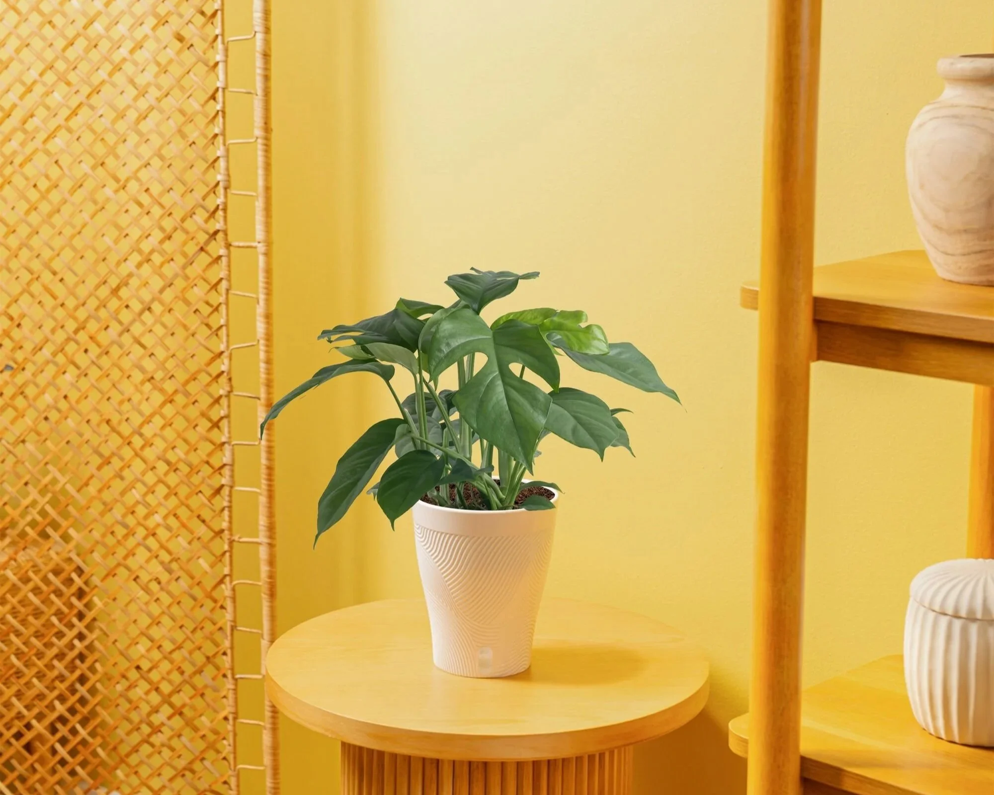 |Trending Tropicals®