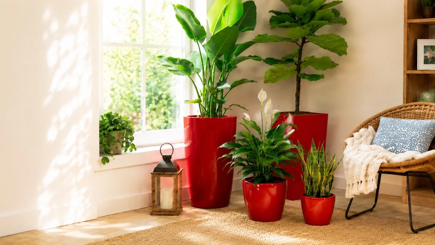 | Red Lechuza Planters, beautifully Priced.