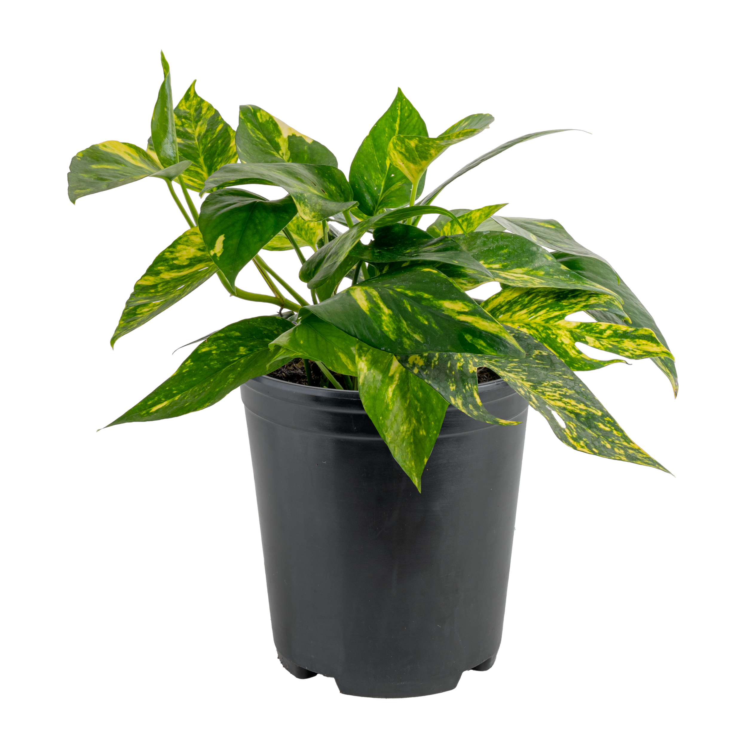 'Yellow Sunrise’ Pothos (Epipremnum pinnatum ‘Yellow Sunrise’)