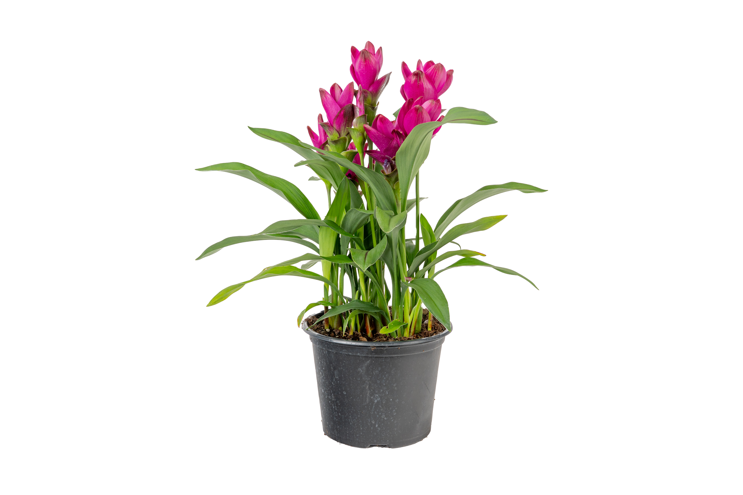 Curcuma (Deep Pink Selection) (Curcuma spp.)