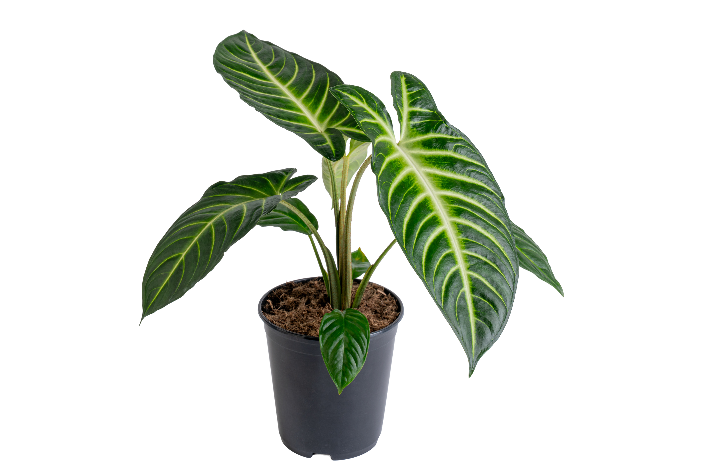 Xanthosoma (Phyllotaenium)