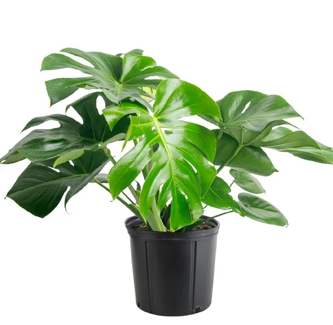 Monstera (Monstera deliciosa)