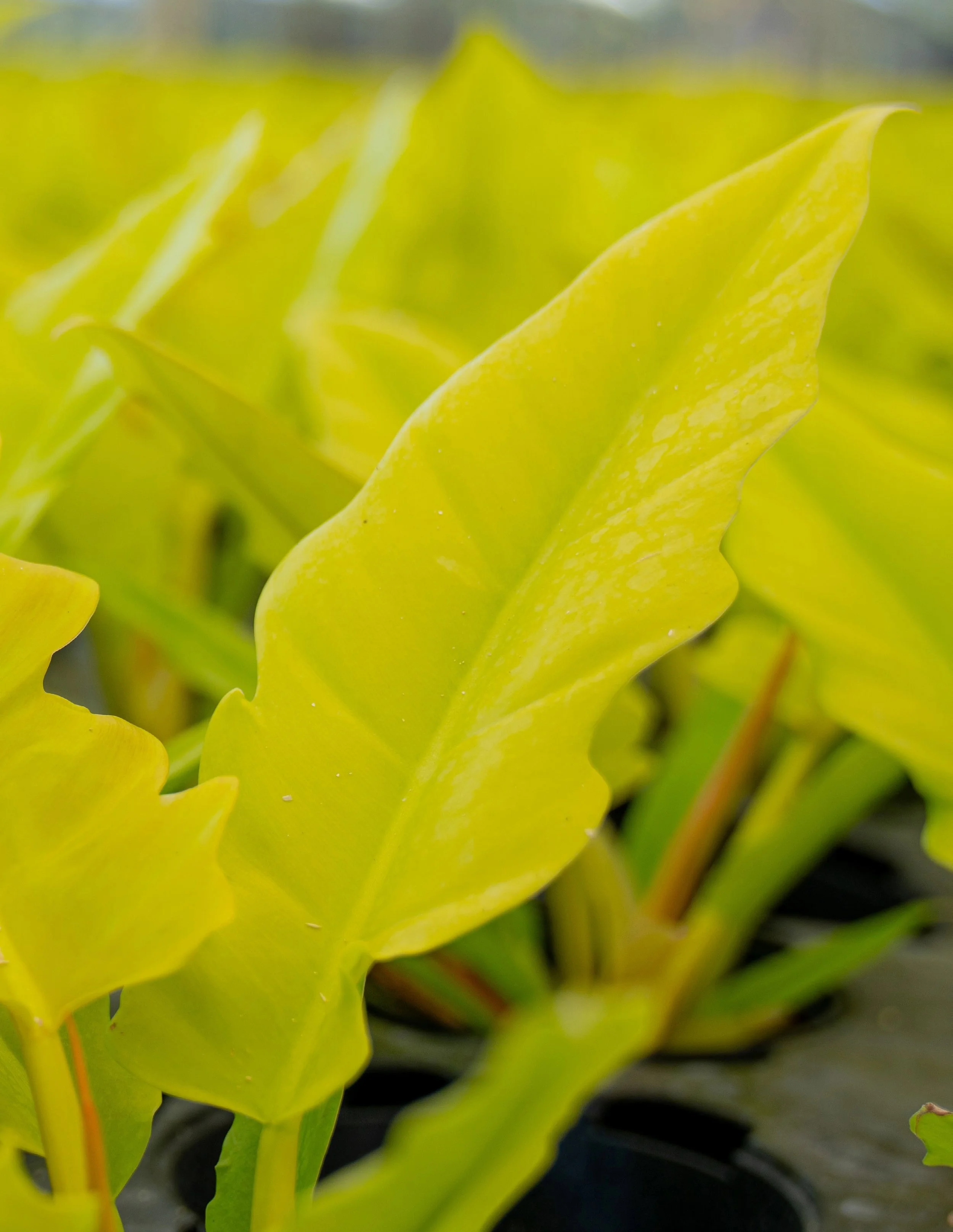 Philodendron Golden Crocodile Detail.jpg