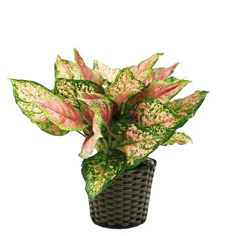 Aglaonema 'Anyamanee'