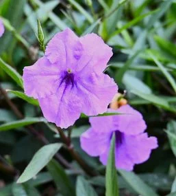 Ruellia simplex (Ruellia / Mexican Petunia)