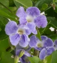 Duranta erecta (Duranta / Golden Dewdrop)