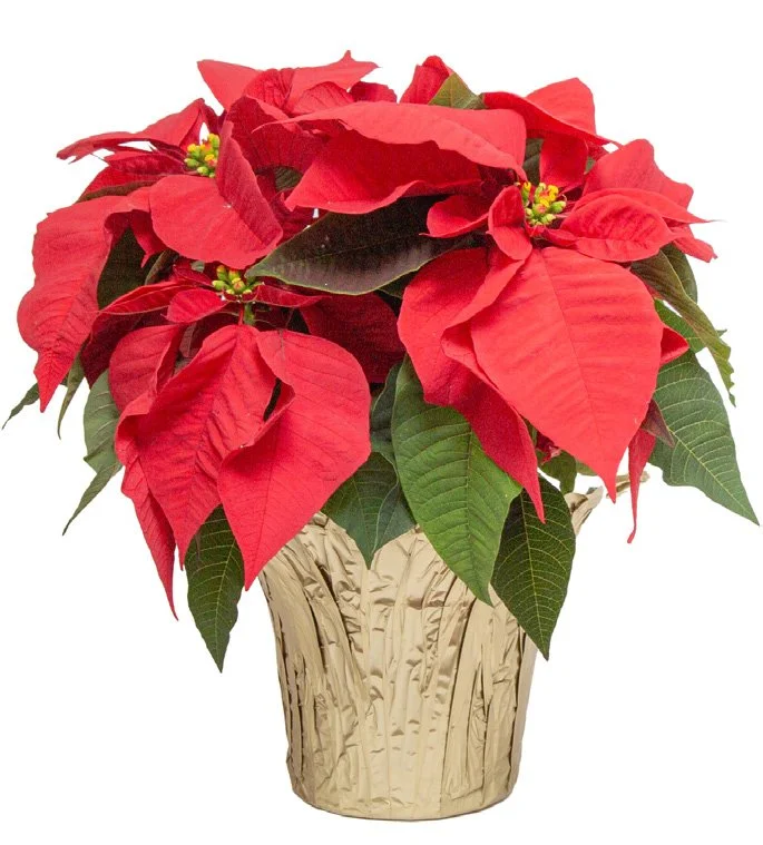 Poinsettia (Euphorbia pulcherrima)