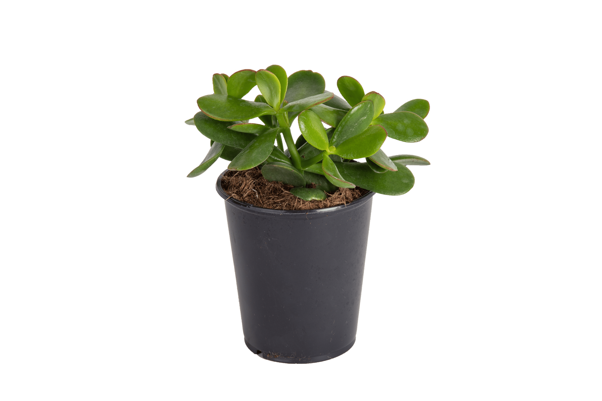 Jade Plant (Crassula ovata)