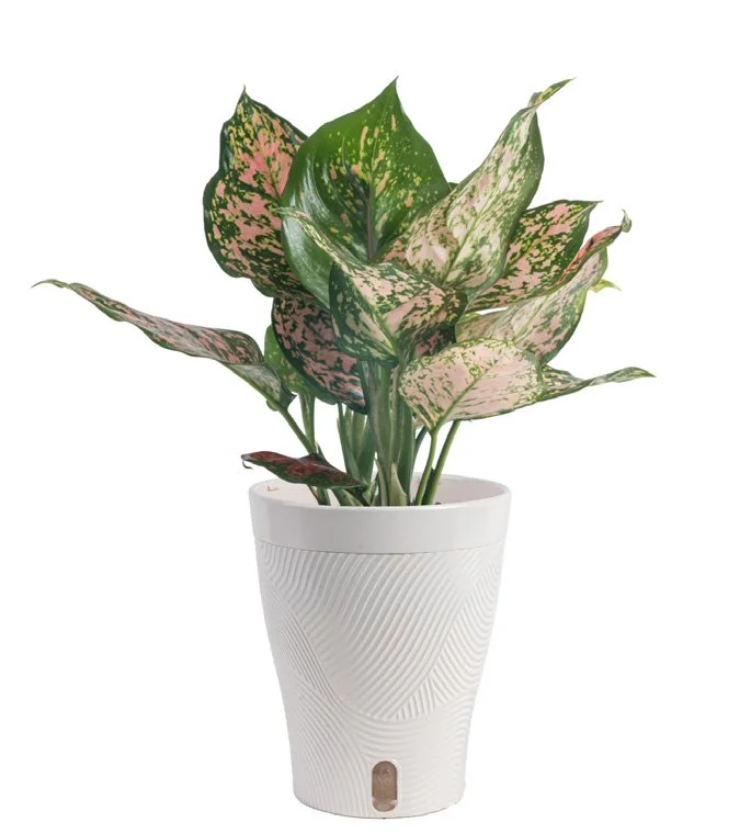 Aglaonema ‘Pink Siam’