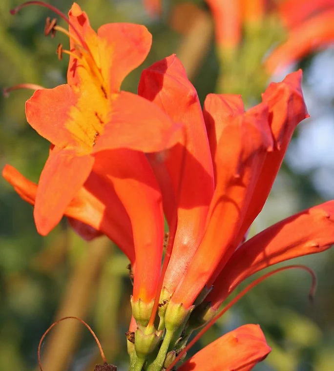 Tecoma capensis (Cape Honeysuckle)
