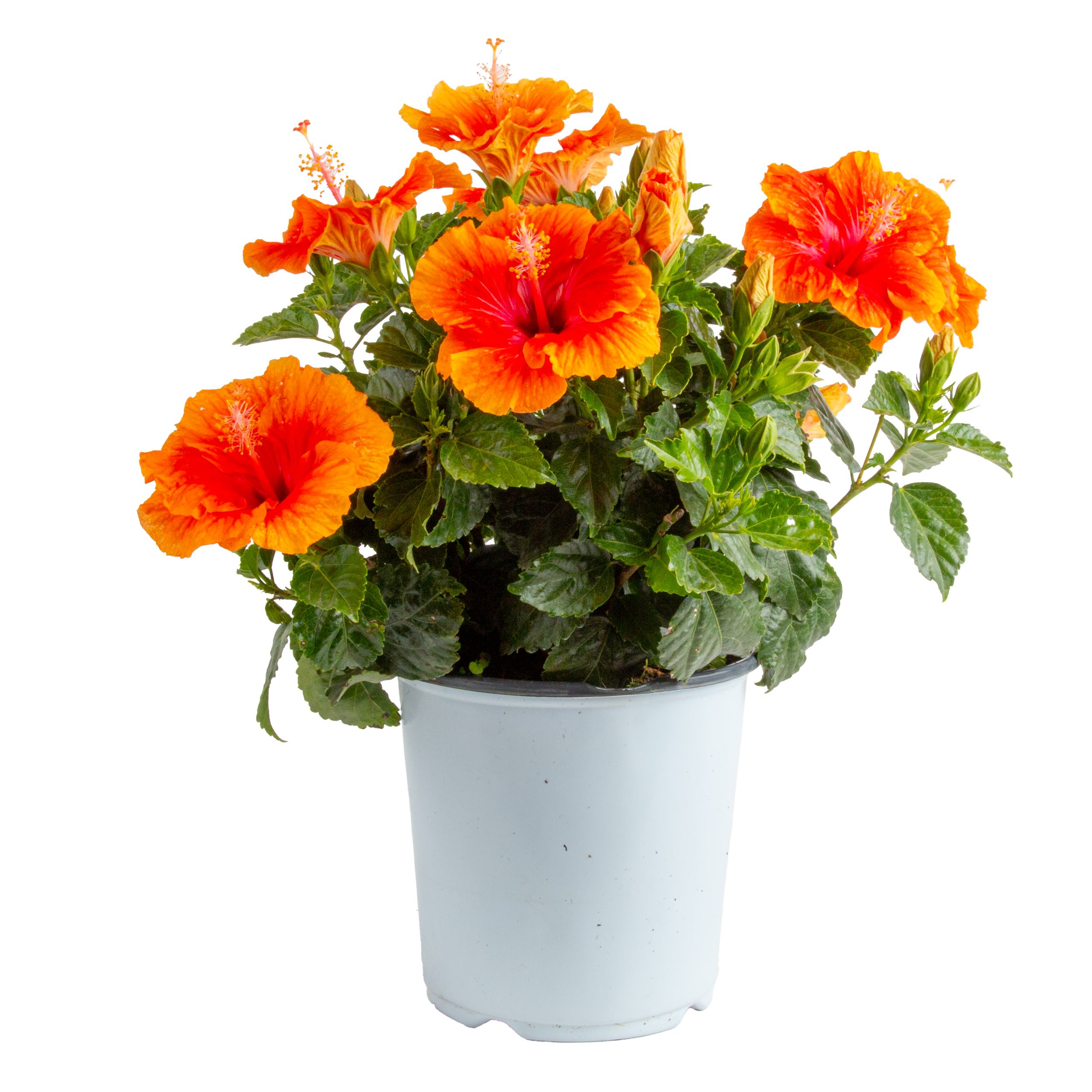 HibisQs® (Sunset Yellow-Orange Selection) (Hibiscus rosa-sinensis)