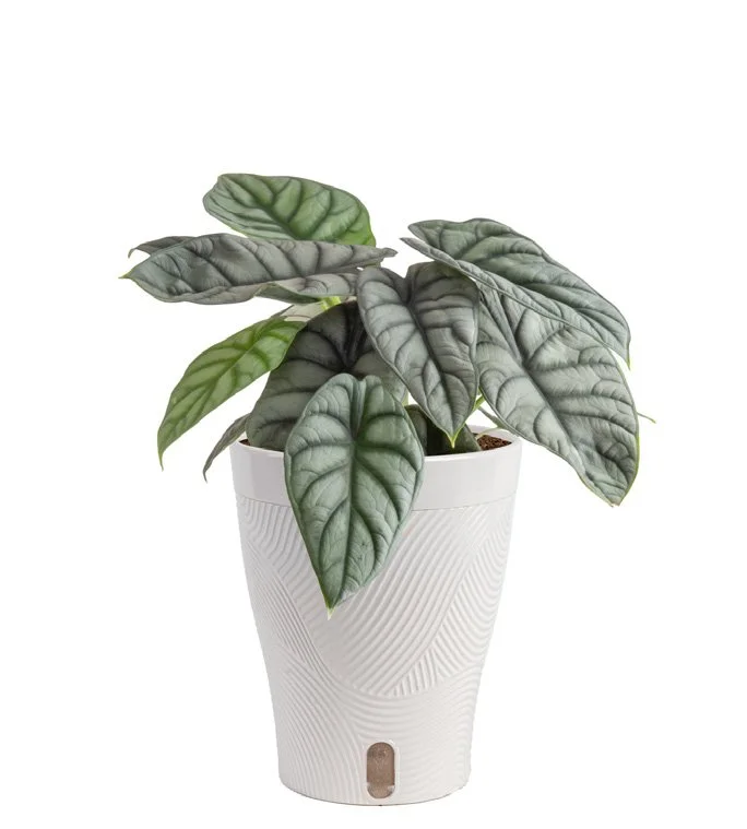 Alocasia ‘Silver Dragon’ (Alocasia baginda ‘Silver Dragon’)