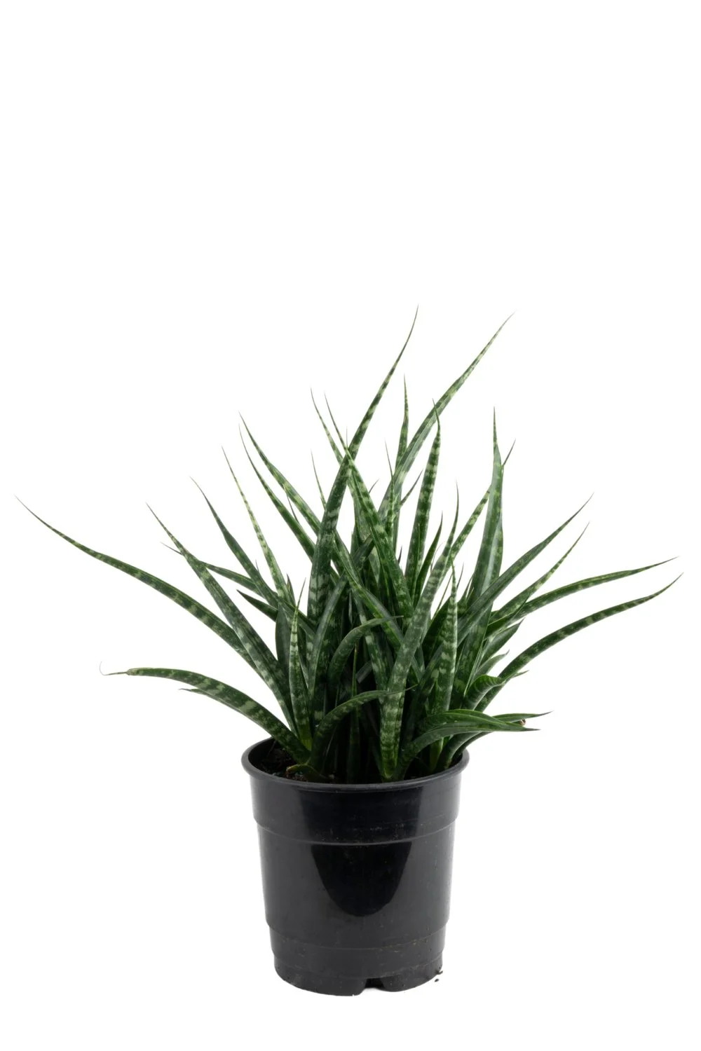 Fernwood Snake Plant (Dracaena trifasciata ‘Fernwood’)