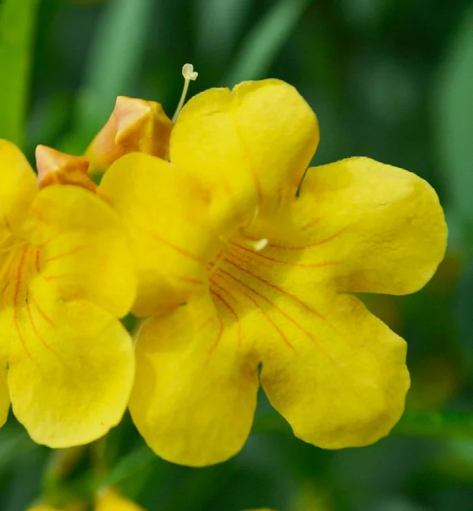 Tecoma stans (Esperanza / Yellow Bells)