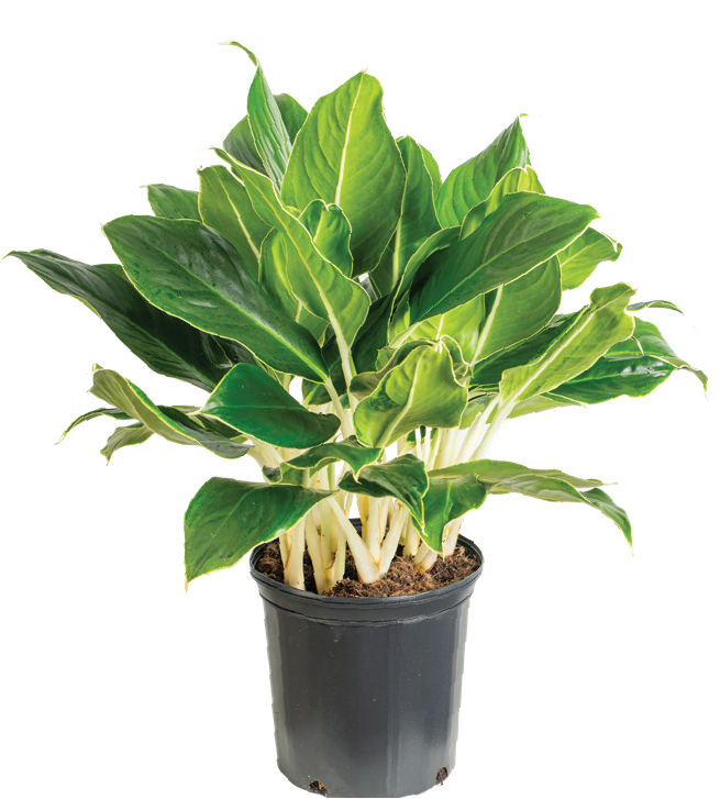 Aglaonema ‘White Edge’