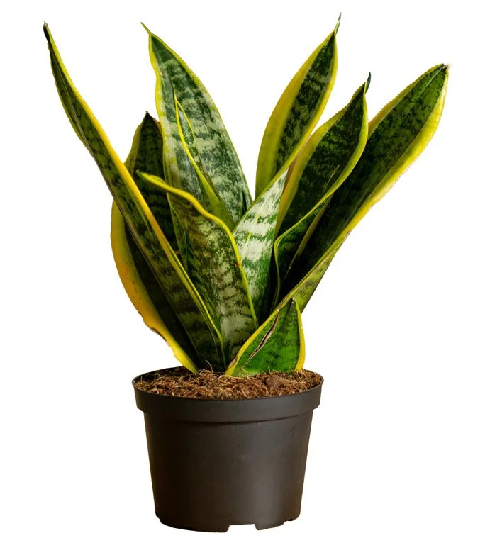 Laurentii Snake Plant (Dracaena trifasciata ‘Laurentii’)