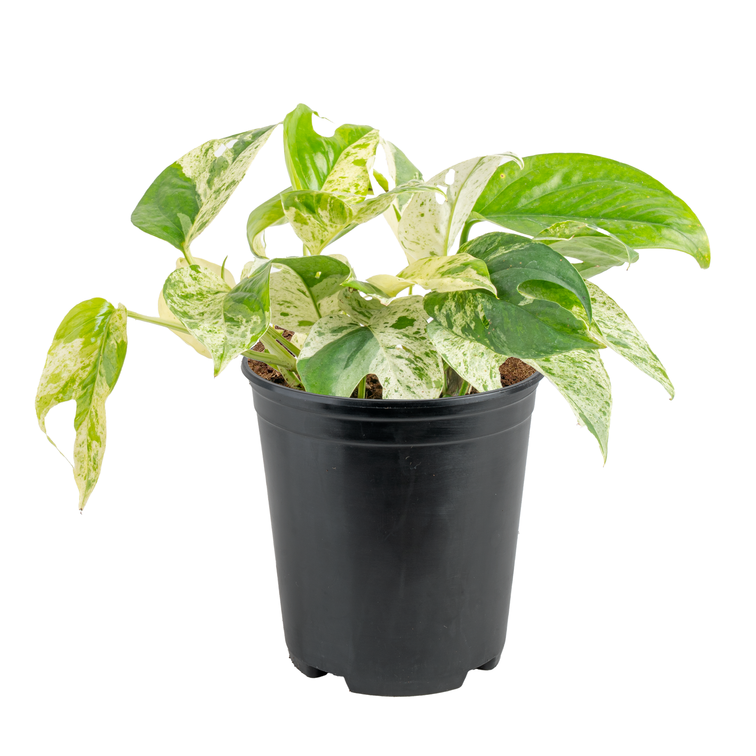 ‘Marble’ Pothos (Epipremnum pinnatum ‘Marble Variegata’)