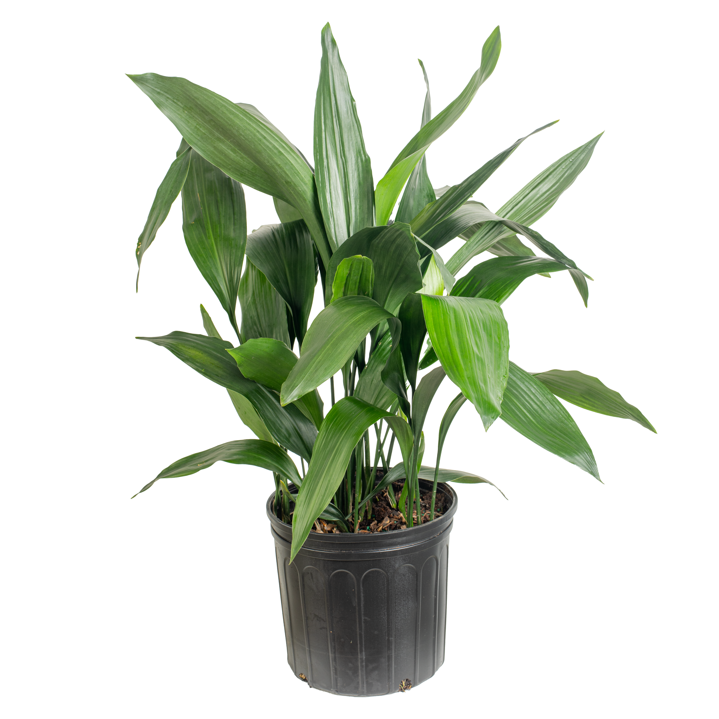 Aspidistra (Aspidistra elatior)