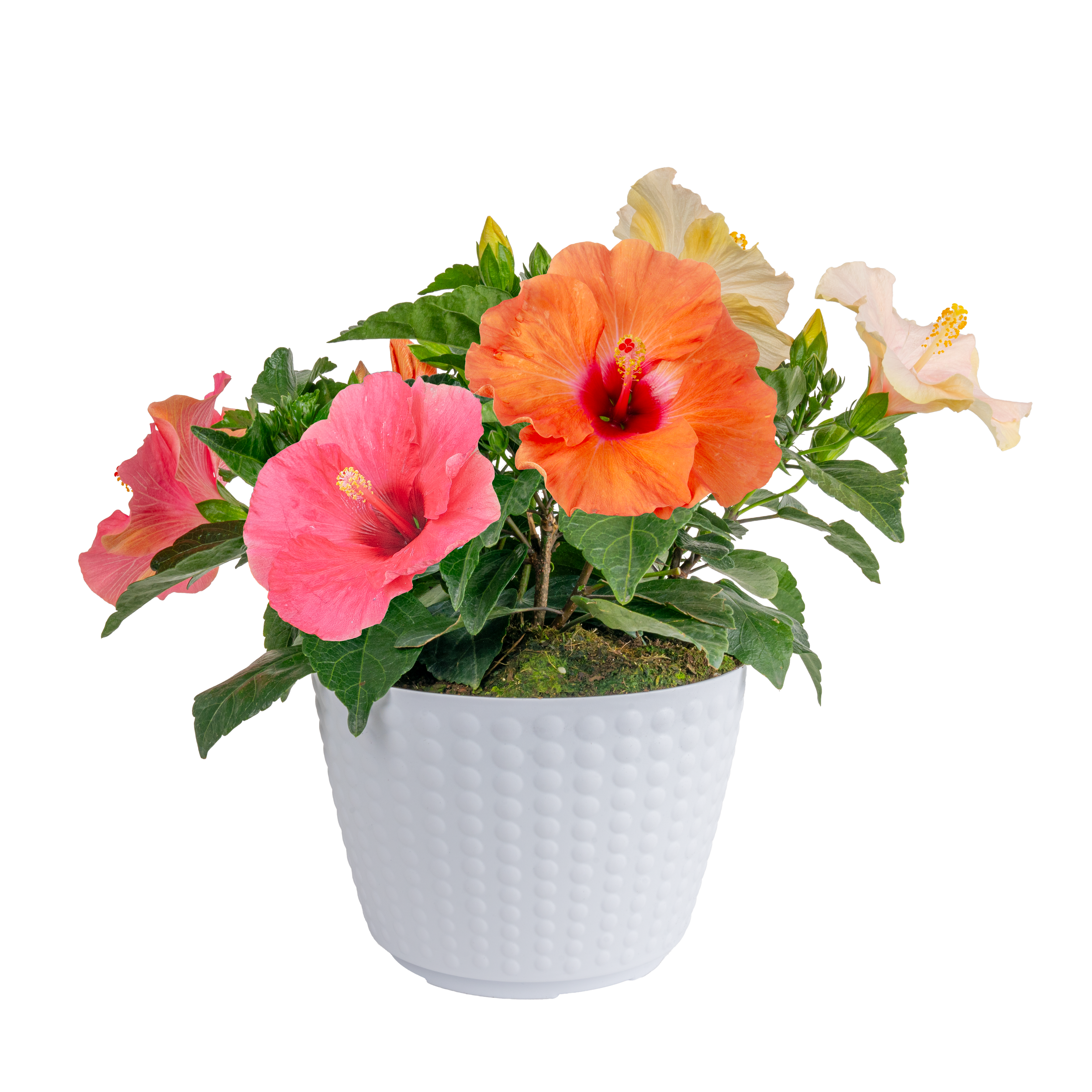 Tropical Hibiscus Combination (BloomSelect™ Hibiscus spp.)